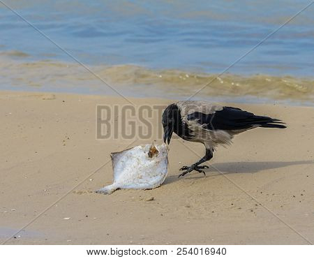 A Gray Crows On The Seashore Eat Dead Fish