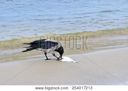 A Gray Crows On The Seashore Eat Dead Fish