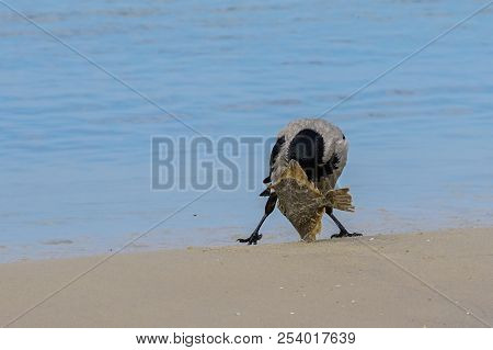 A Gray Crows On The Seashore Eat Dead Fish