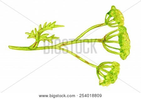 Heracleum Borshevik Flowers With Leaves. Illustration Hand Drawn With Acrylic Paint And Color Pencil