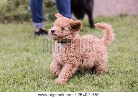 Poodle Brown Puppy Dog Living In Belgium