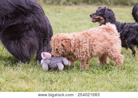Poodle Brown Puppy Dog Living In Belgium