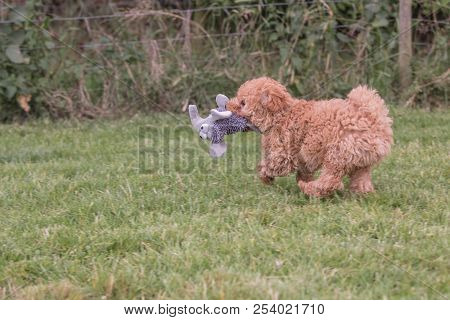 Poodle Brown Puppy Dog Living In Belgium