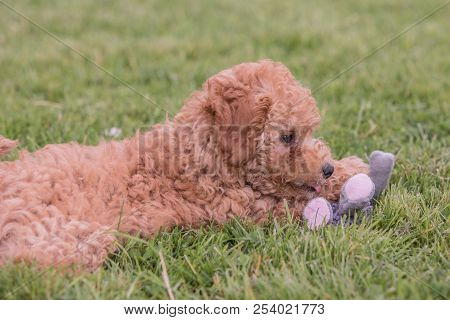 Poodle Brown Puppy Dog Living In Belgium