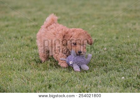 Poodle Brown Puppy Dog Living In Belgium