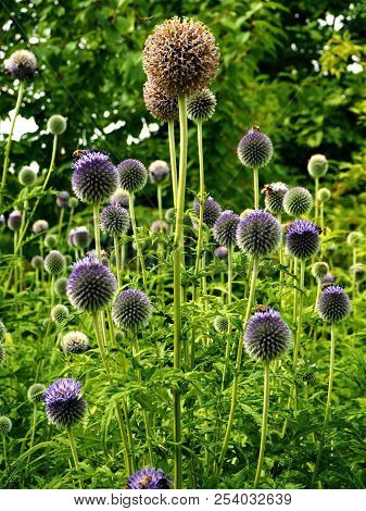 Globe Thistle (echinopsis) Flowers And Seed Heads In A Garden