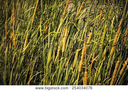 Frame Filled With Catstails On The Edge Of A Pond