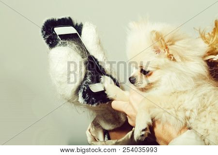 Cute Pomeranian Dog Or Puppy Pet, With Fawn Coat Using Smartphone, Mobile Phone, In Cute, Faux Fur C
