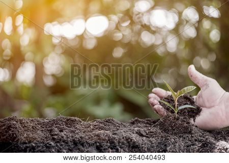 Small Plant Growing In The Garden. Fresh Start Of The Day. Save Environment And New Transformation L