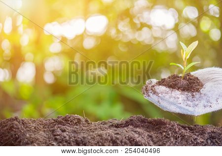 Small Plant Growing In The Garden. Fresh Start Of The Day. Save Environment And New Transformation L