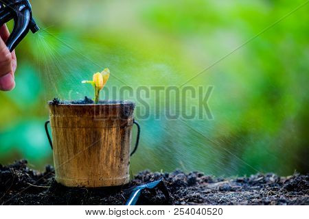 Small Plant Growing In The Garden. Fresh Start Of The Day. Save Environment And New Transformation L