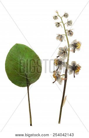 Pressed And Dried Flowers Pyrola With Leaf Isolated On White Background. For Use In Scrapbooking, Fl