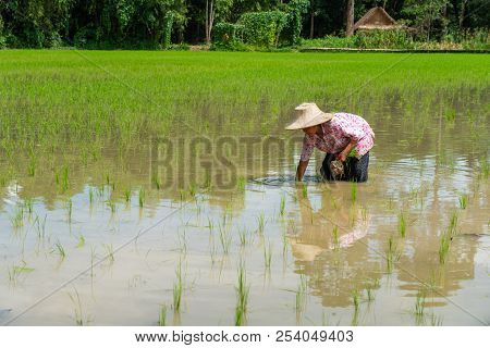 Nakhon Nayok, Thailand - July 15, 2018: Senior Woman Farmer Growing Rice In The Field In Nakhon Nayo