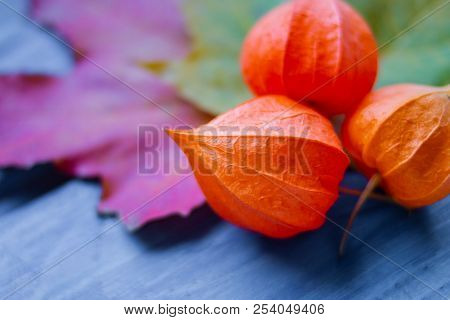 Cape Gooseberry Physalis Fruit Ground Cherry Organic Food Vegetabl Golden Berry Tasty.physalis Or Ch