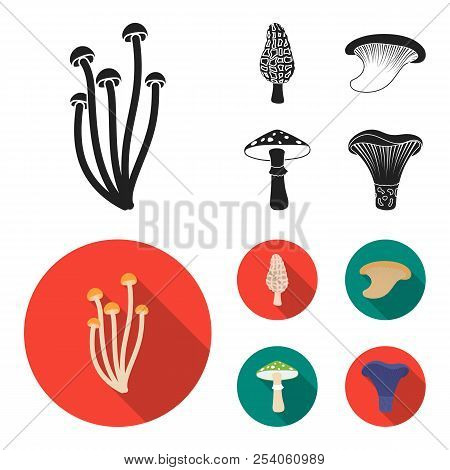Morel, Oyster, Green Amanita, Actarius Indigo.mushroom Set Collection Icons In Black, Flat Style Vec