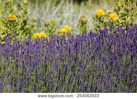 The Flourishing Lavender And Yellow Star-thistle Flowers
