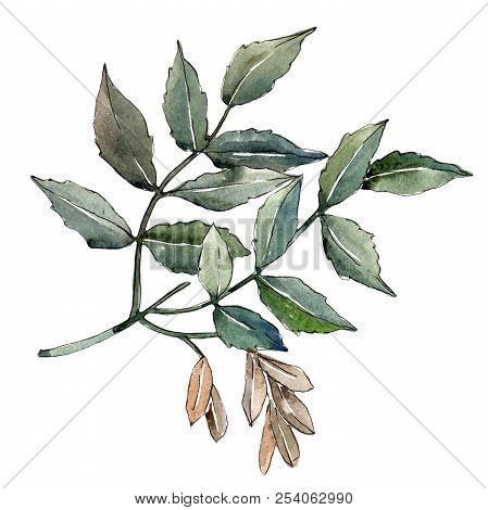 Green Ash Leaves. Leaf Plant Botanical Garden Floral Foliage. Isolated Illustration Element.