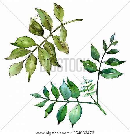 Green Ash Leaves. Leaf Plant Botanical Garden Floral Foliage. Isolated Illustration Element.