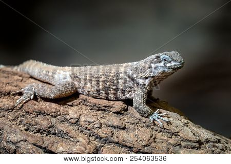Blue Spiny Lizards Resting On The Branch, Sceloporus Cyanogenys