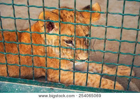 Small Lion In The Cage. The Majestic King Of Beasts.