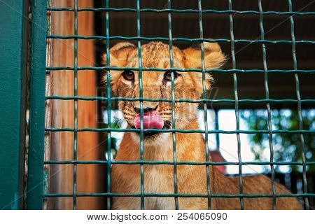 Small Lion In The Cage. The Majestic King Of Beasts.