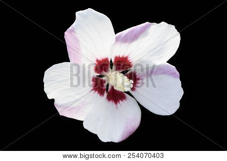 Hibiscus Syriacus 'mathilde' White Flower Isolated On Black.