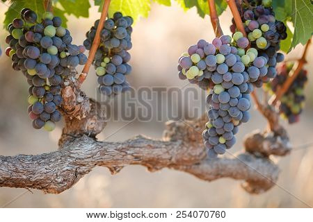 Red Wine Grapes Ripening On Vine In Warm Afternoon Light