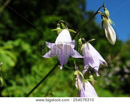 Pale pink campanulate flower sun lighted closeup