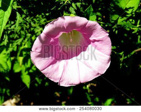 Pink campanulate flower on green leaves background closeup