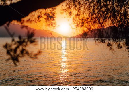 Silhouette Olive Tree Branch In Morning Warm Sunrise Light. Sun Shape Above Mediterranean Sea. Sun R