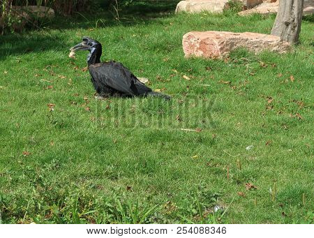 Abyssinian Ground Hornbill (scientific Name: Bucorvus Abyssinicus) Also Known As The Northern Ground