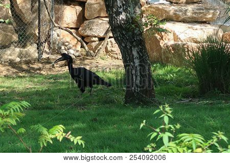 Abyssinian Ground Hornbill (scientific Name: Bucorvus Abyssinicus) Also Known As The Northern Ground