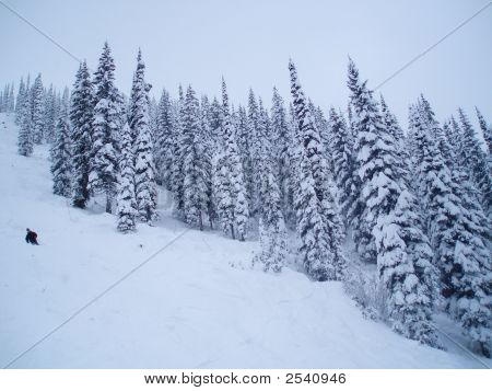 Puut jyrkkä Ski Hill