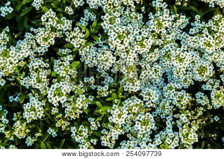 Small White Flowers And Green Leaves Garden Top View