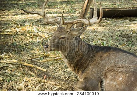 Noble Male Deer With Branchy Horns Folded On Pasture