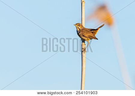 Bluethroat Or Luscinia Svecica In Wild Nature.