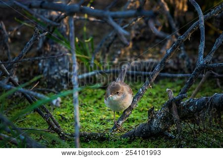 Eurasian Reed Warbler Or Acrocephalus Scirpaceus Close.
