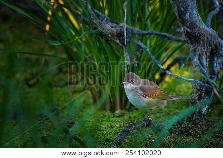 Eurasian Reed Warbler Or Acrocephalus Scirpaceus Close.