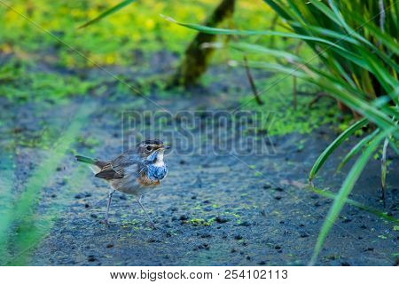 Bluethroat Or Luscinia Svecica In Wild Nature.