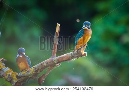 Common European Kingfisher Or Alcedo Atthis Sits On A Stick Above The River And Hunting For Fish. Th