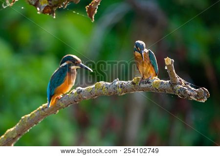 Common European Kingfisher Or Alcedo Atthis Sits On A Stick Above The River And Hunting For Fish. Th