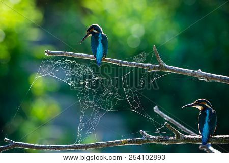 Common European Kingfisher Or Alcedo Atthis Sits On A Stick Above The River And Hunting For Fish. Th