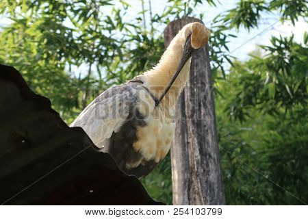 Photography Of A Black-faced Ibis (scientific Name: Theristicus Melanopis)