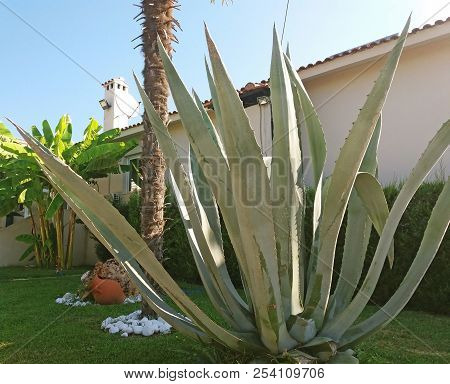 Beautiful And Big Agava Growing In Greece