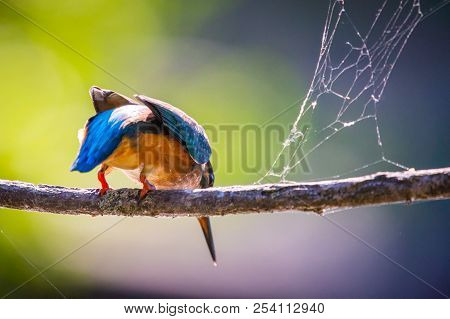 Common European Kingfisher Or Alcedo Atthis Ready To Take Off.