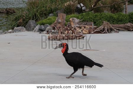 Southern Ground Hornbill (scientific Name: Bucorvus Leadbeateri, Formerly Known As Bucorvus Cafer)