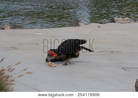 Southern Ground Hornbill (scientific Name: Bucorvus Leadbeateri, Formerly Known As Bucorvus Cafer)