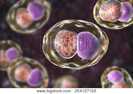 Chlamydia Trachomatis Bacteria, 3d Illustration Showing Reticulate Bodies Of Chlamydia Forming Intra