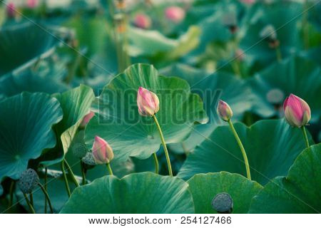 Lots Of Lotus Bushes In A Pond