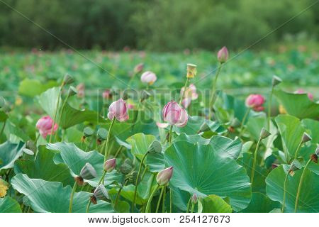 Lots Of Lotus Bushes In A Pond
